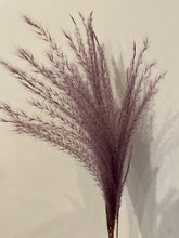 Load image into Gallery viewer, Fluffy Papaver Grasses
