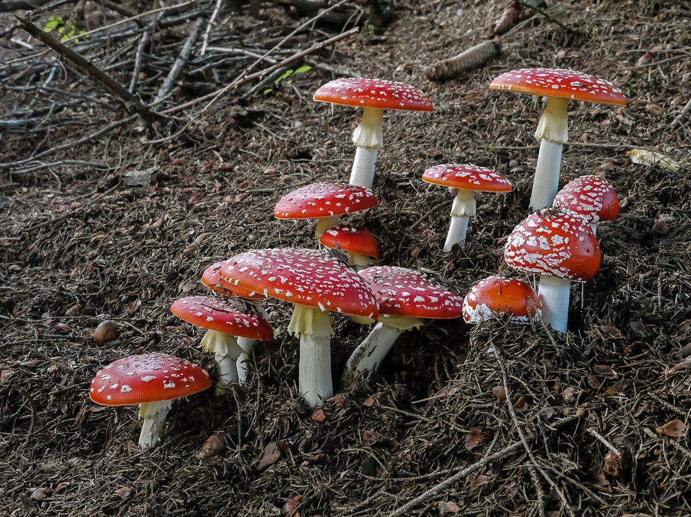 fly agaric trip preparation