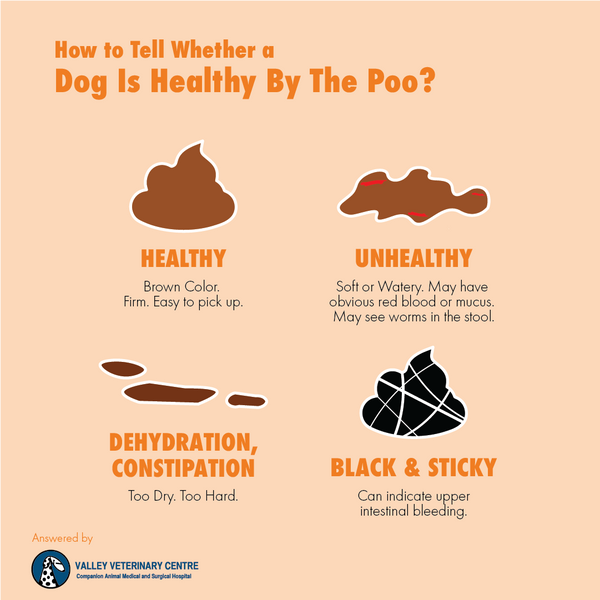 How to tell if your dog is healthy by the poop?