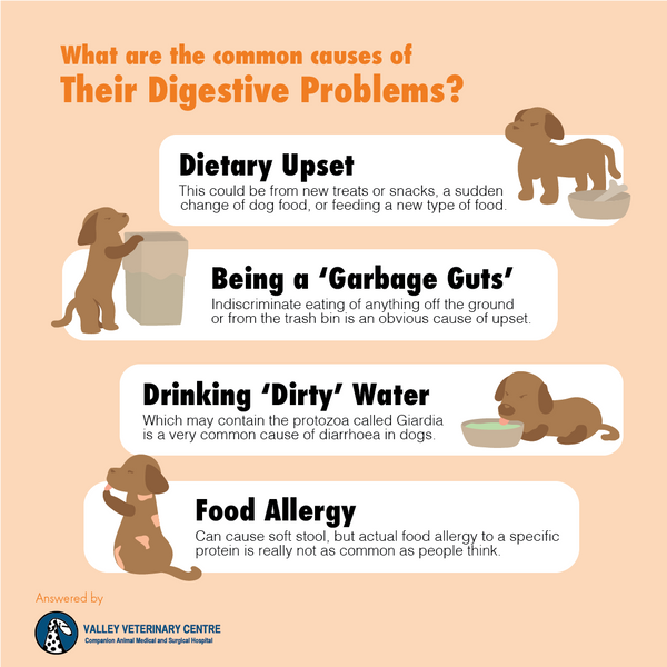 What are the causes for dog's digestive problem?
