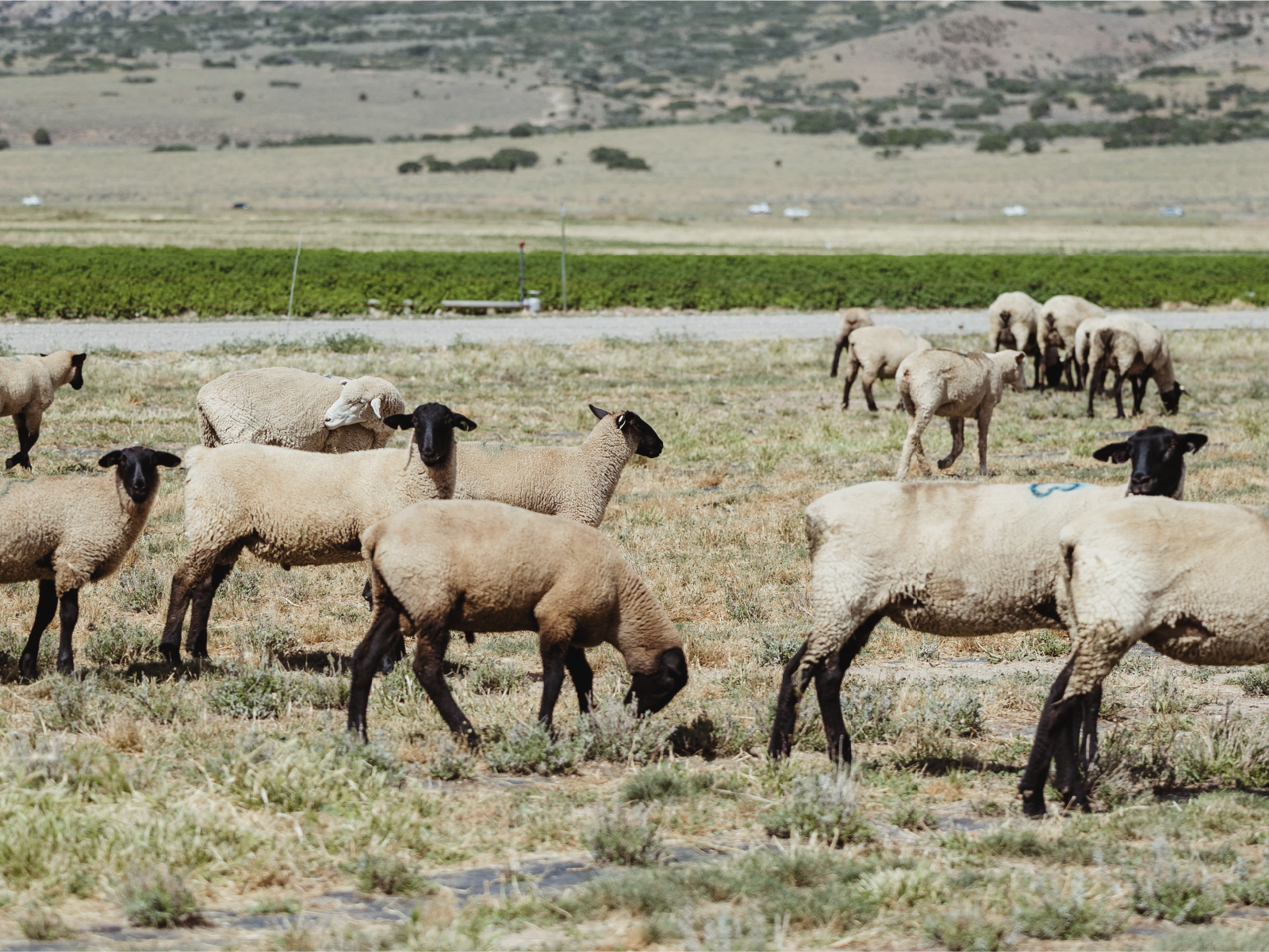 A natural way to leverage herbivores help weed