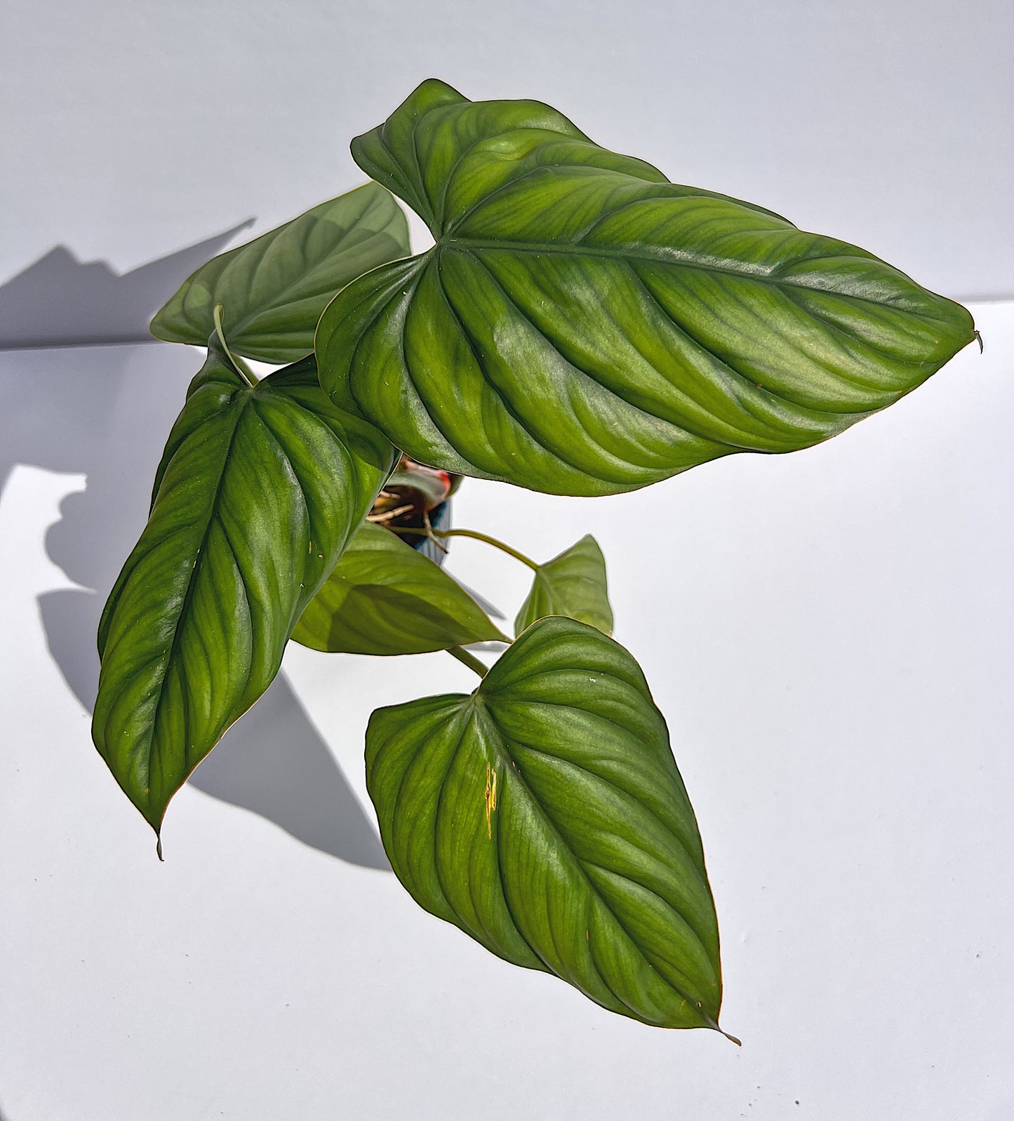 Leaf Wellness Spray – LV PLANT COLLECTIVE