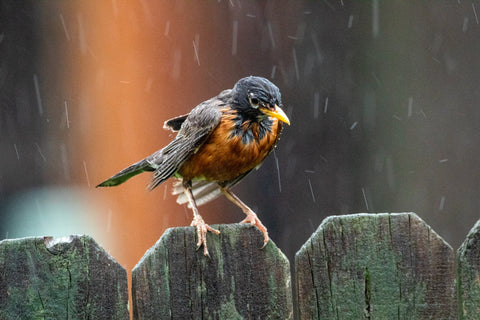 雨に濡れた鳥の画像