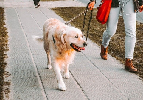 Golden retriever az utcán