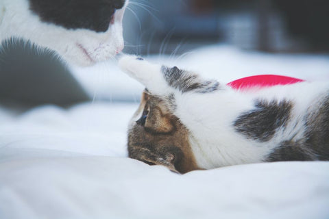 A szaglás szerepe a macskák összeszoktatásában