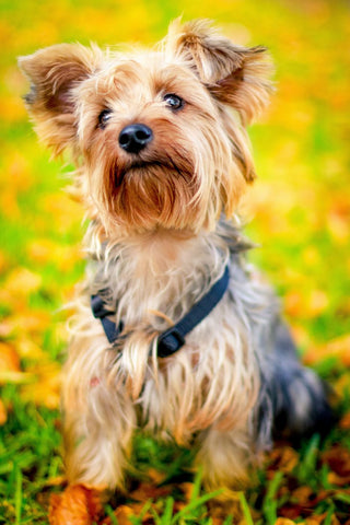 Yorkshire Terrier szabadban