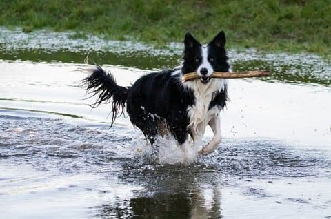 Border Collie tóparton