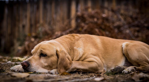 Kutya betegség: a rossz kedv is jele lehet