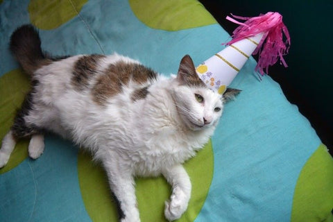 Macska születésnap, macska életkor