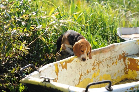 Beagle, egy igazi kópé