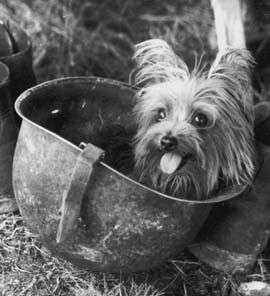 Yorkshire Terrier régen