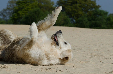 Golden Retriever a szabadbdan