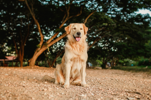 Golden Retriever Tartási Tippek 