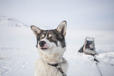 Szibériai husky téli tájban
