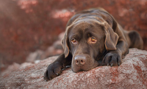 Labrador a szabadban