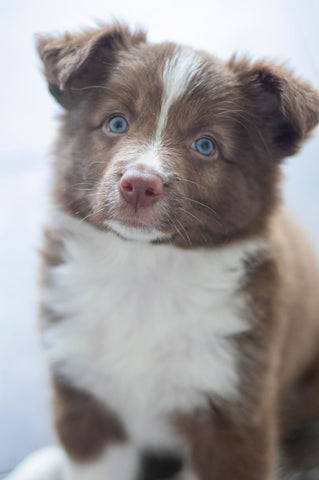 Kölyök border collie