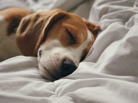 Alvó beagle