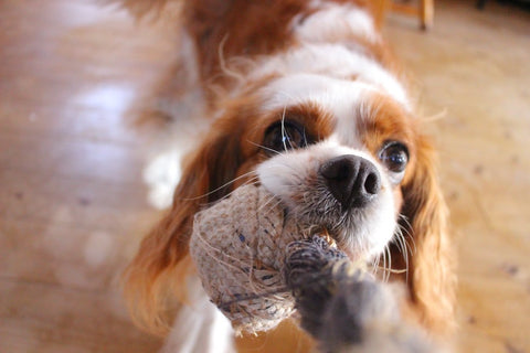 Lakás Kutya / Cavalier King Charles Spániel: a gavallér