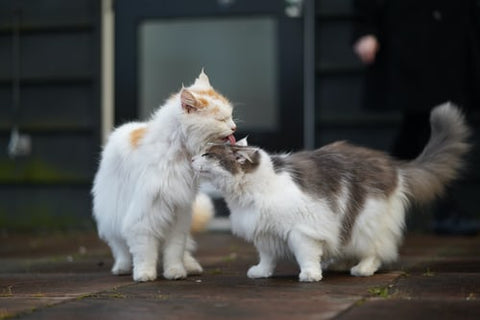 Macska szőrápolás kinti cicáknál