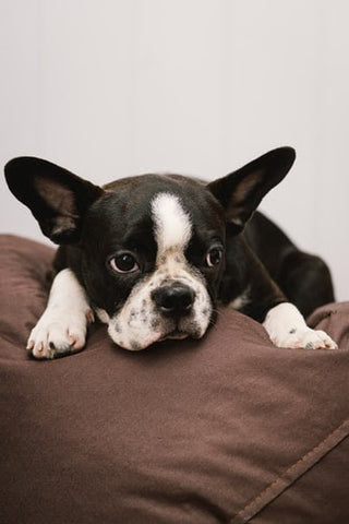 Boston Terrier