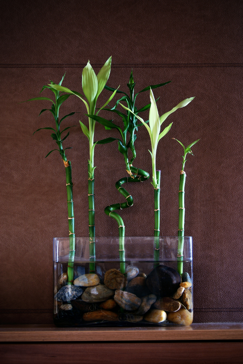 Lucky bamboo sitting in glass vase with pebbles on desk