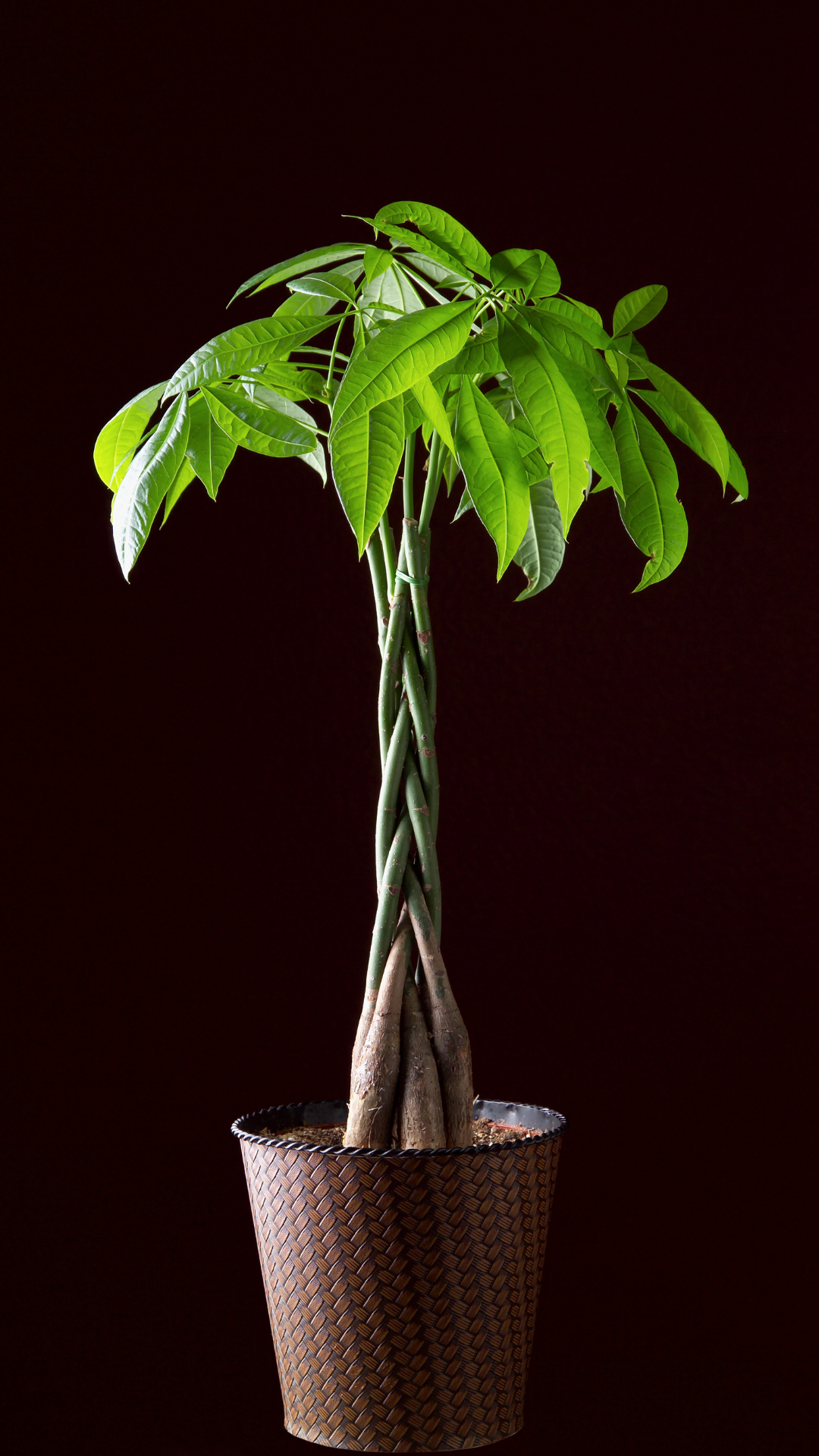 Money tree or Pachira aquatica in woven basket