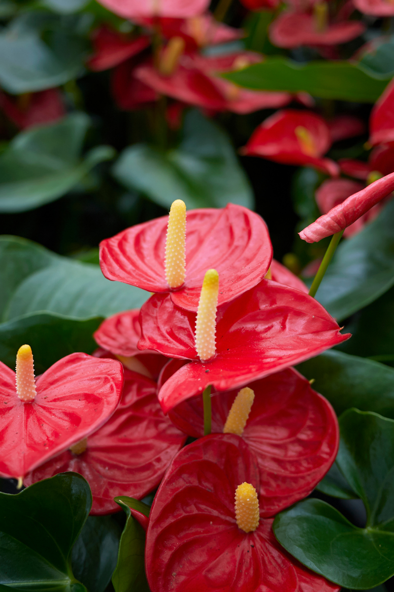 close up of a Red Anthurium Flamingo Flower Flamingo Lily Tailflower plant