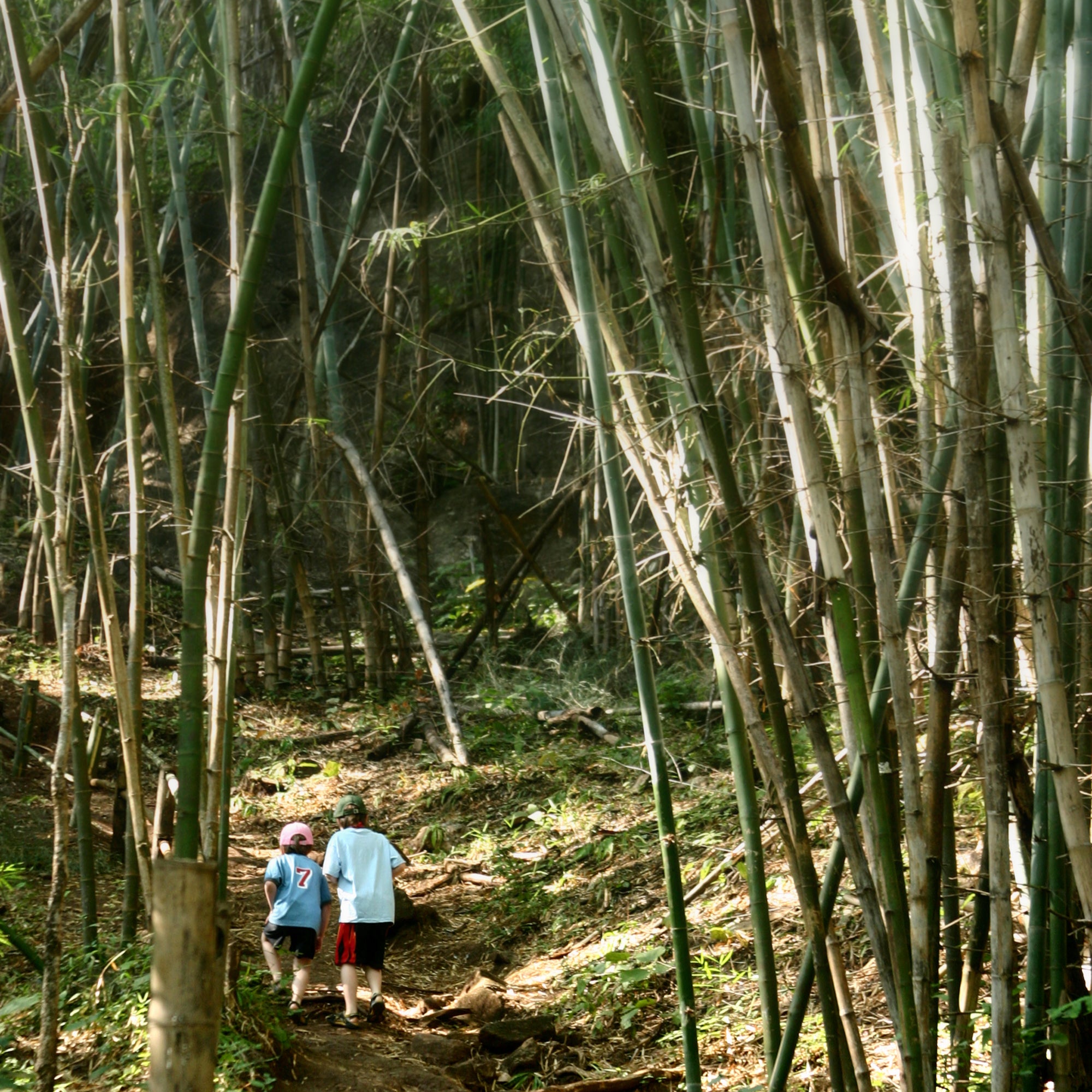 Two kids in a bamboo forest 