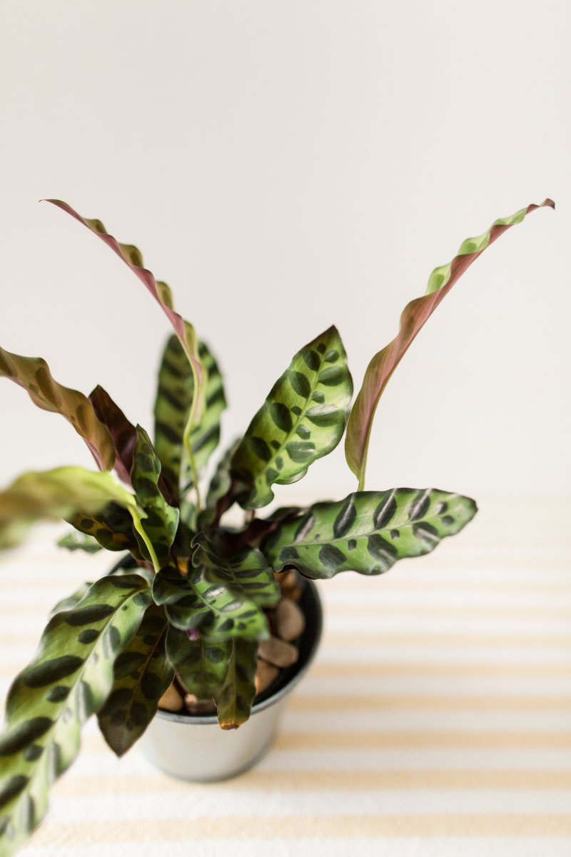 calathea plant close up zebra plant