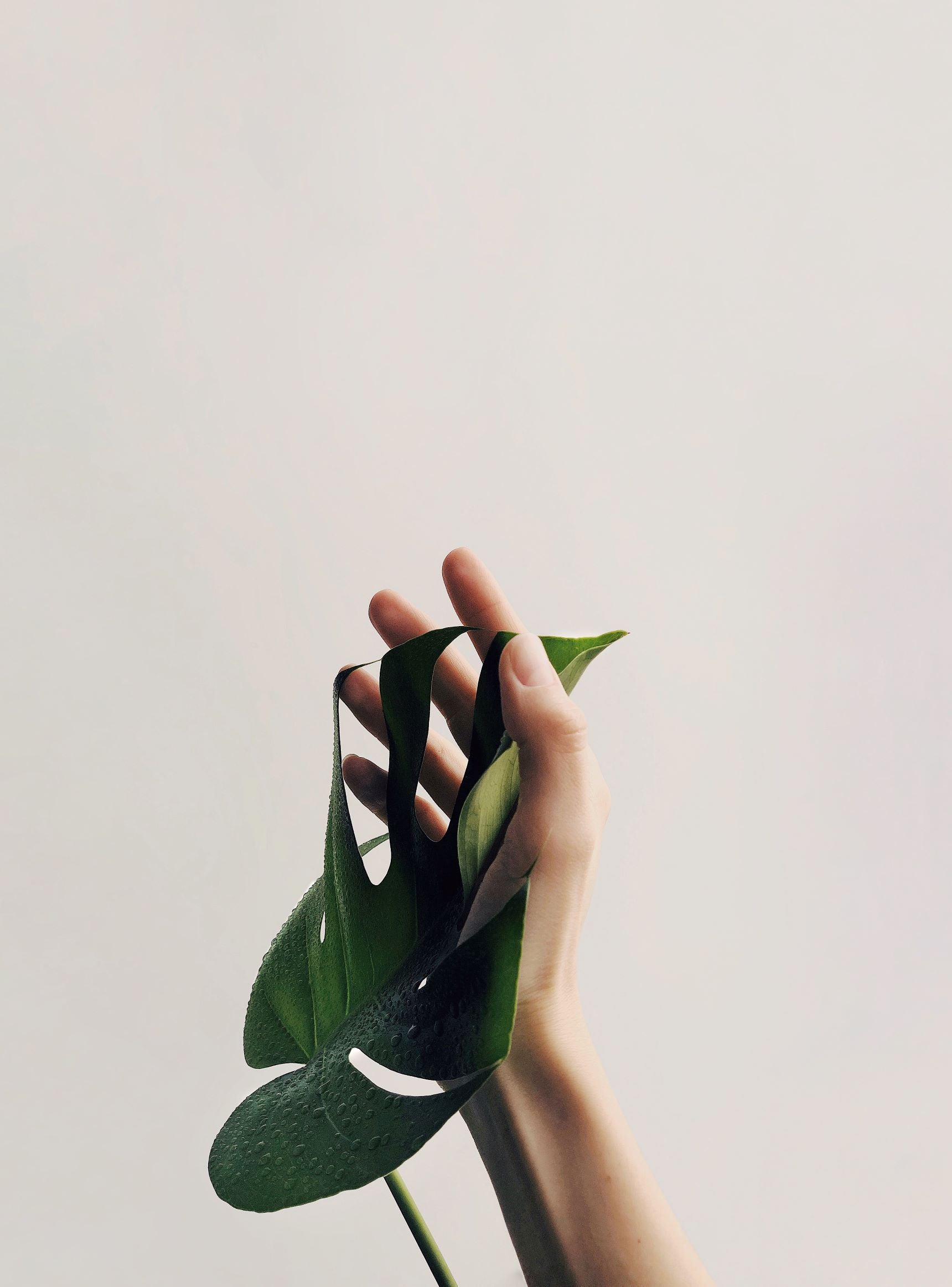 monstera swiss cheese plant leaf being held by persons hand