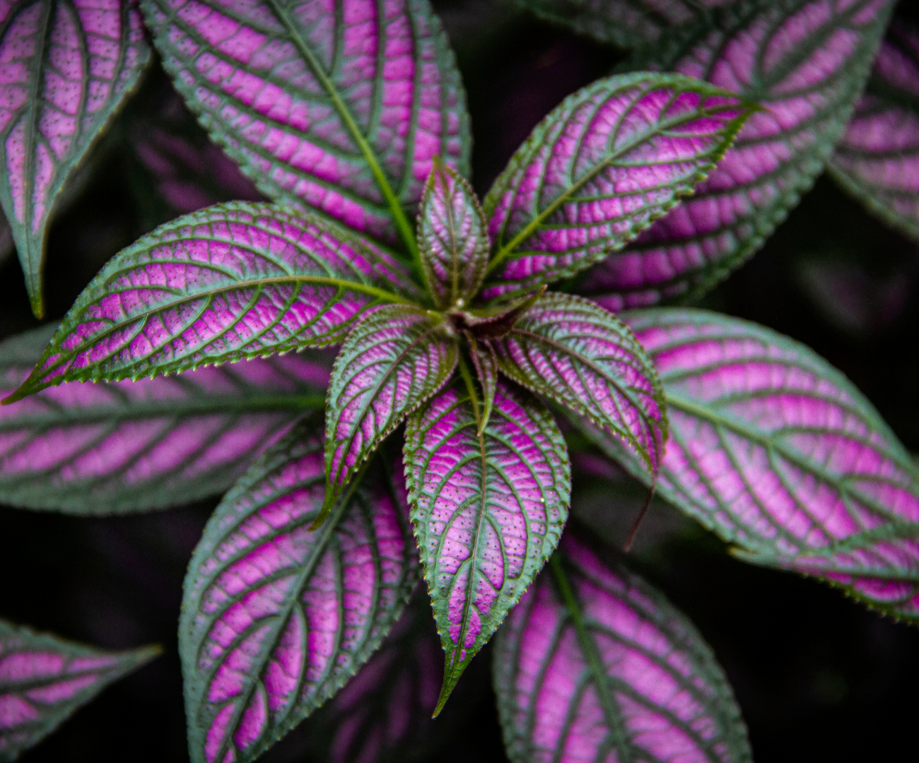 Persian Shield or Strobilanthes dyerianus the purple plant close up of leaves