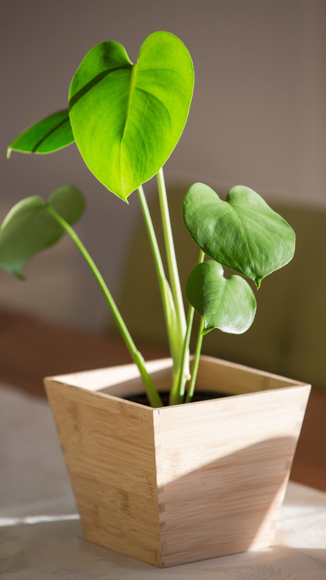 heart shaped Philodendron plant in wood vase on desk
