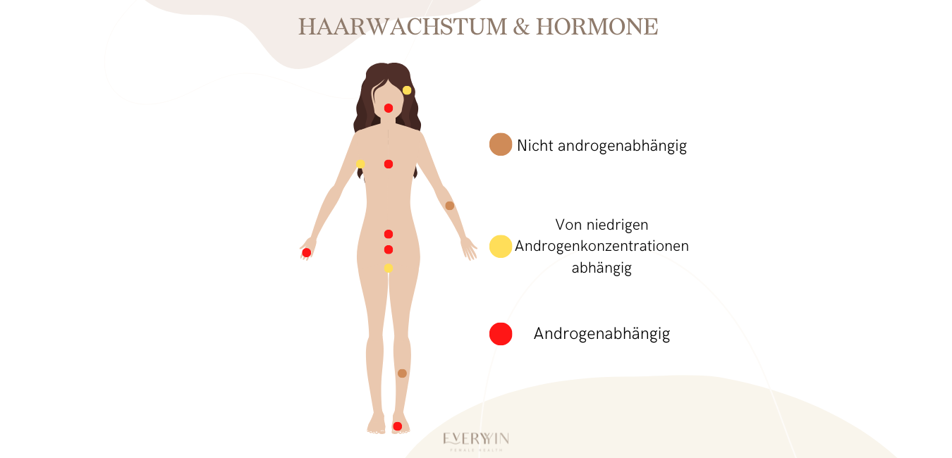 haarwachstum hormonabhängig