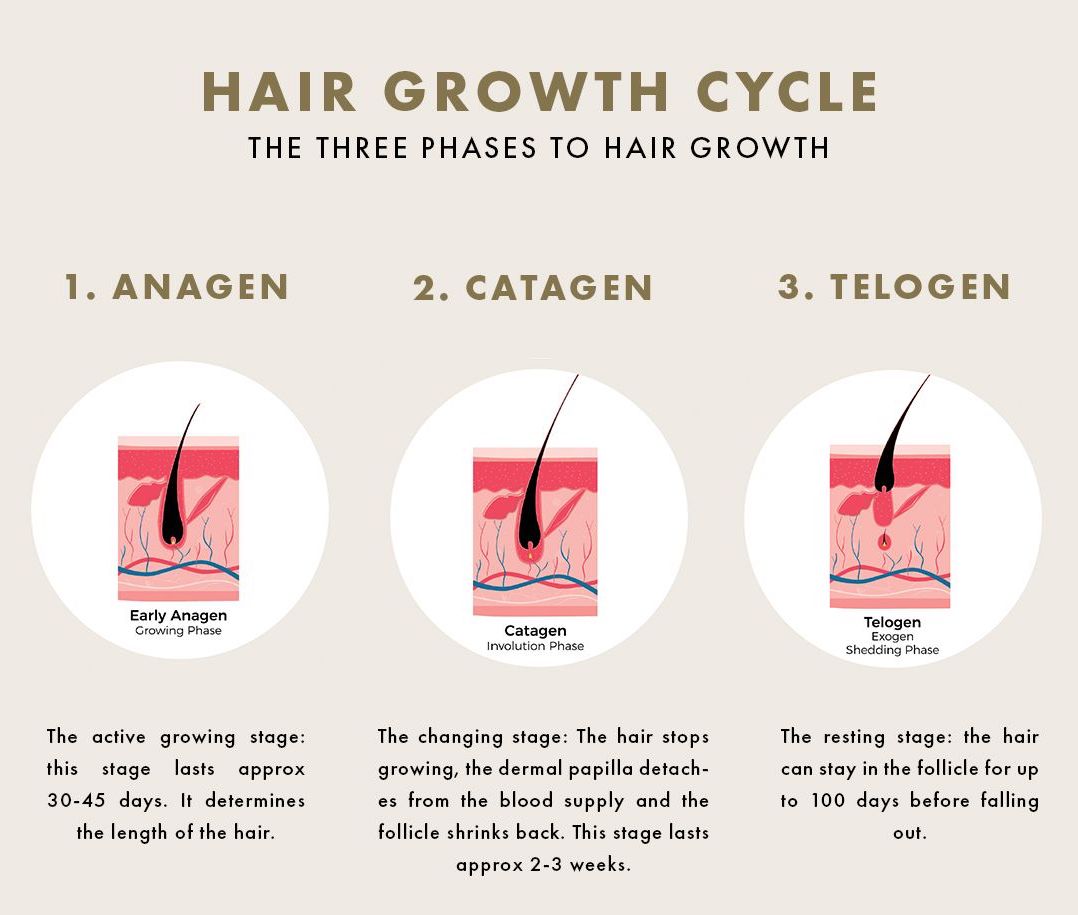 Natural Hair Growth Cycle Educational Image