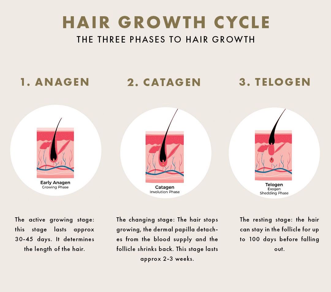 London Lash Natural Hair Growth Cycle Educational Image