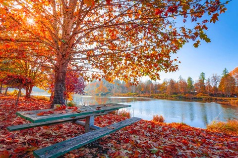 automne, automne paysage, feuille rouge, lac canada, lac automne, paysage feuille rouge