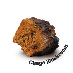 Chaga Mushroom