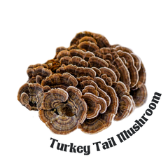 Turkey Tail Mushroom