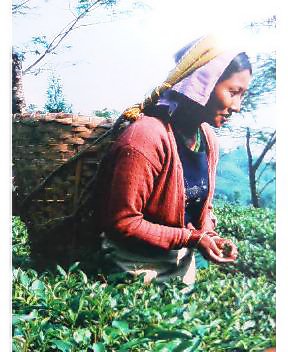 Tea pickers at Junpana tea garden