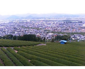 Shizuoka tea garden