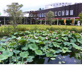 Kirin's Okayama factory, lots of lotuses