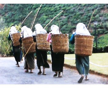 The tea pickers will be back at 5 o'clock soon.