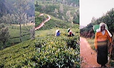 Nuwara Eliya tea garden, green air, blue sky, picking tea