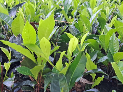 スリランカ紅茶の木