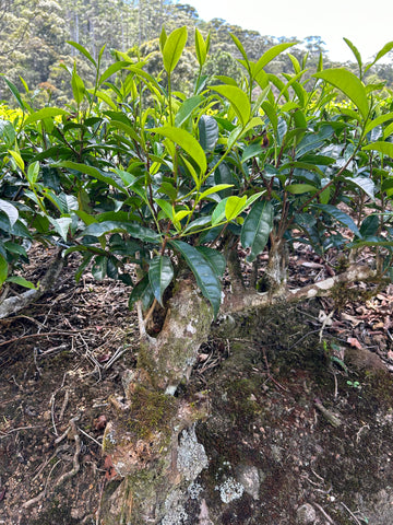 古木の紅茶の木ディンブラ