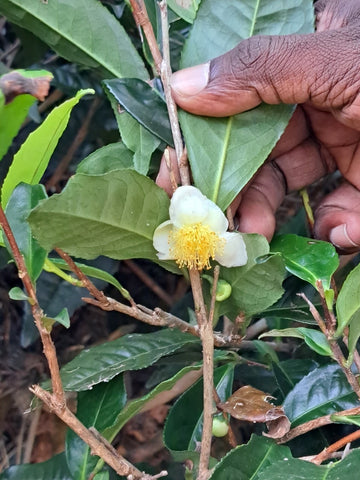 ウバの紅茶の花