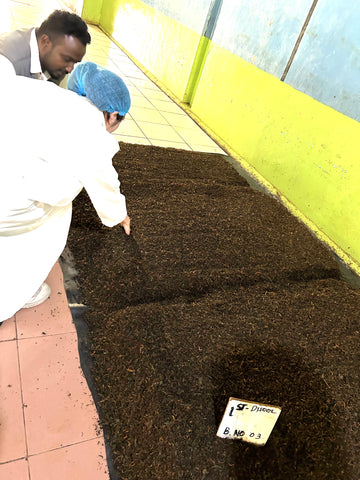 スリランカ紅茶の発酵温度