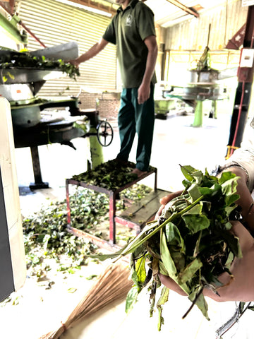 スリランカ紅茶工場ローリング