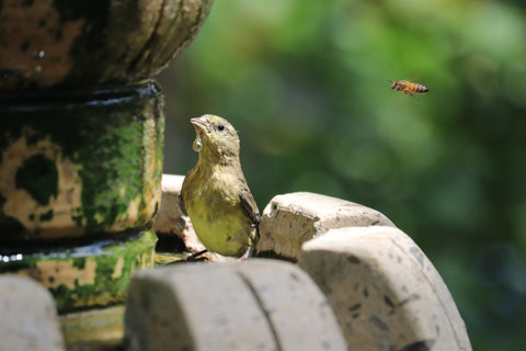 Oiseau qui boit dans une fontaine, avec une goutte au bec