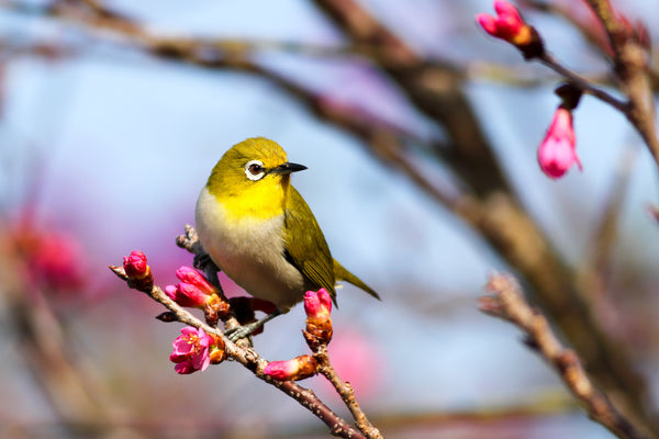 oiseaux avec fleur